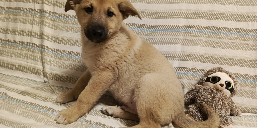 Его имя переводится как «лев», но пока наш Симба — совсем не грозный хищник