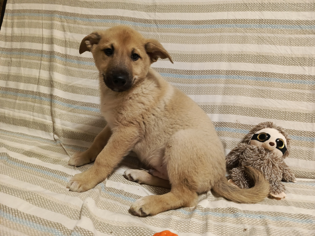 Привет! Меня зовут Симба!