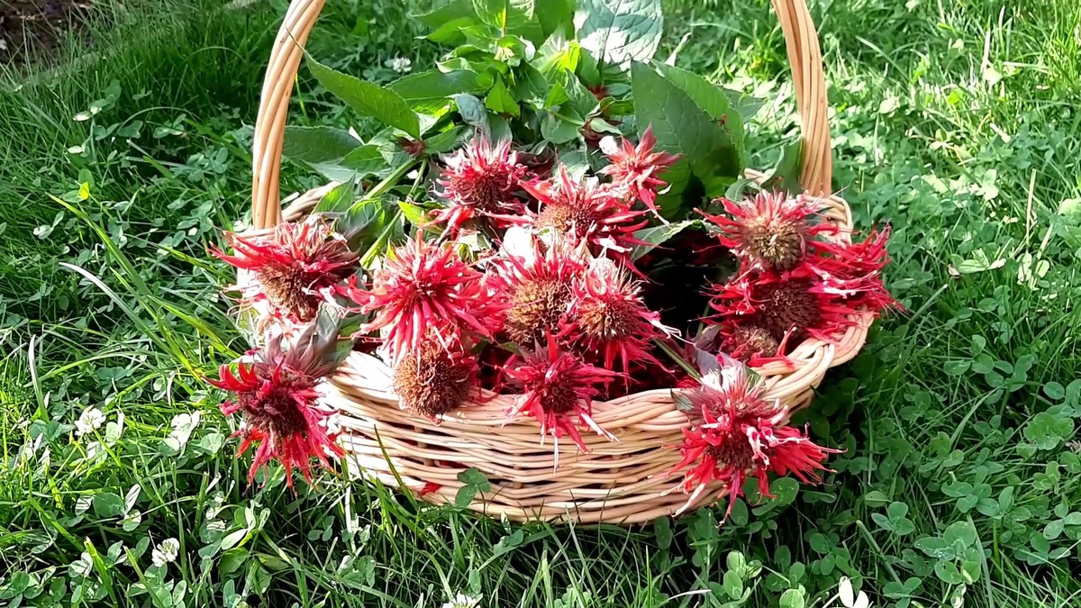 Монарда. Сушу и завариваю чай.