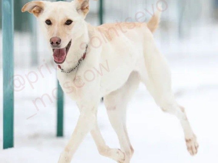 Бэлла: Солнечный луч в приютской жизни