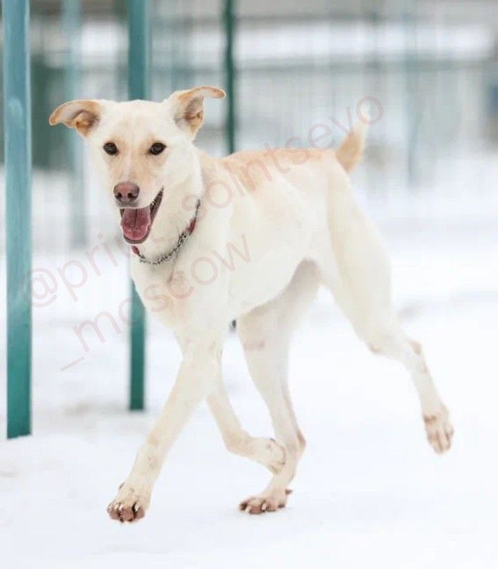 Да. Все до сих пор меня спрашивают, как я могу здесь оставаться такой белой, и немного пушистой