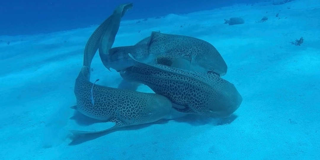 Зебровые акулы устроили «тройничок»