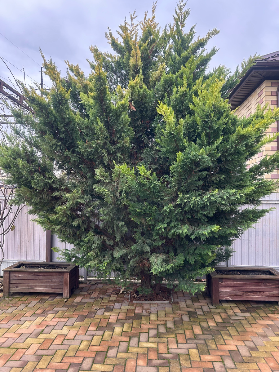 Ель Лавсона