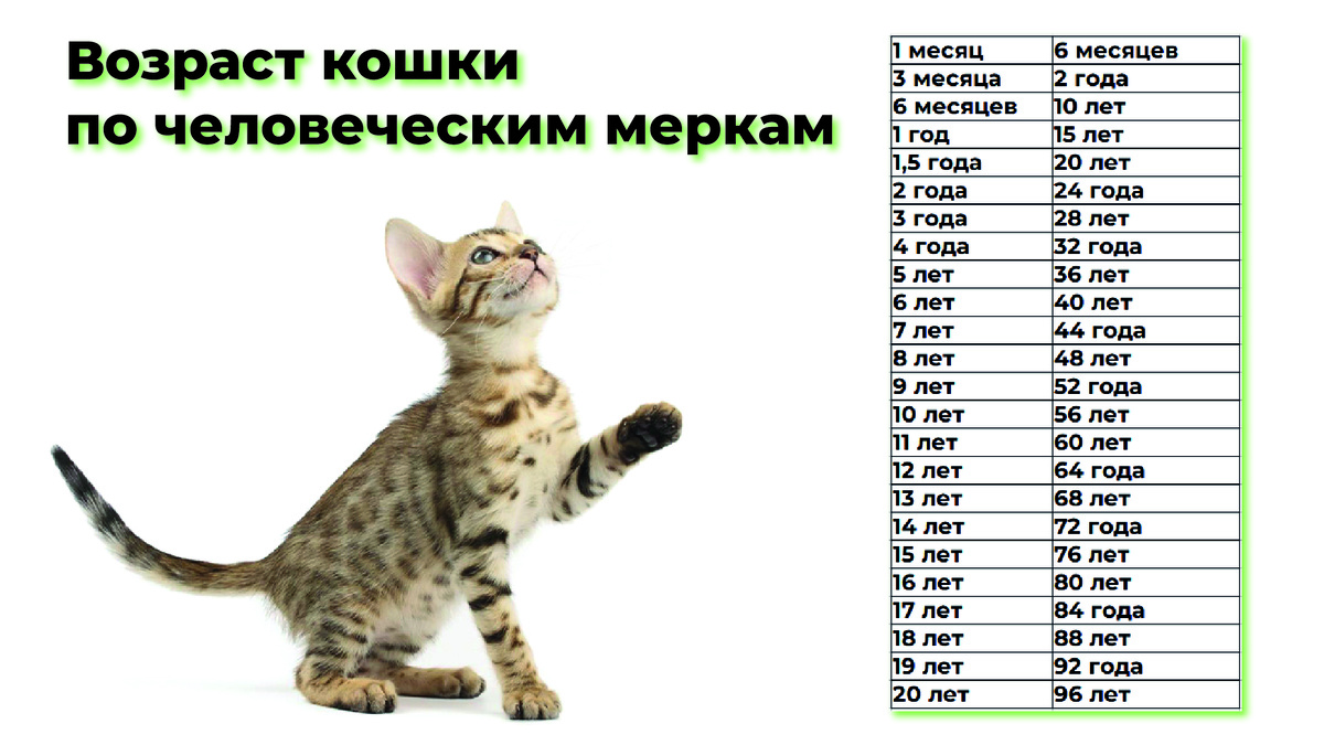 Таблица сколько лет кошке по человеческим меркам.