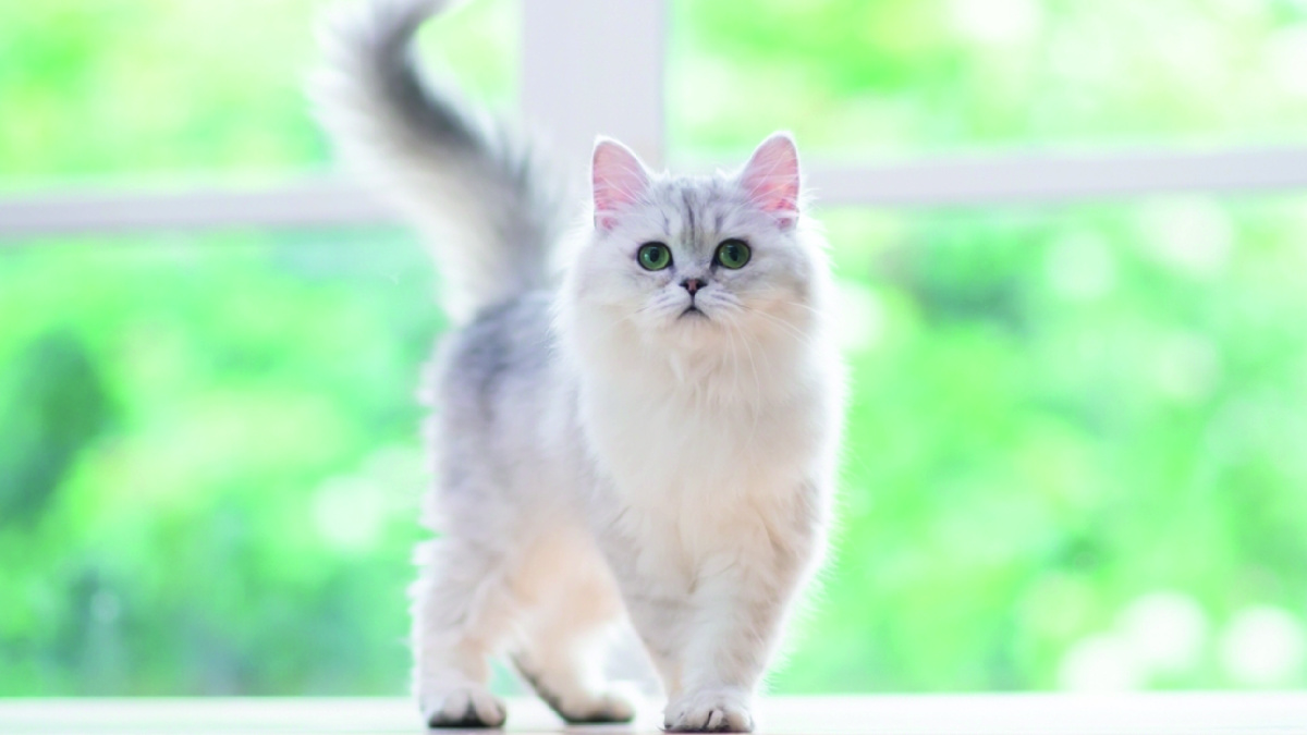 Фото: ANURAK PONGPATIMET- Shutterstock, FOTODOM.