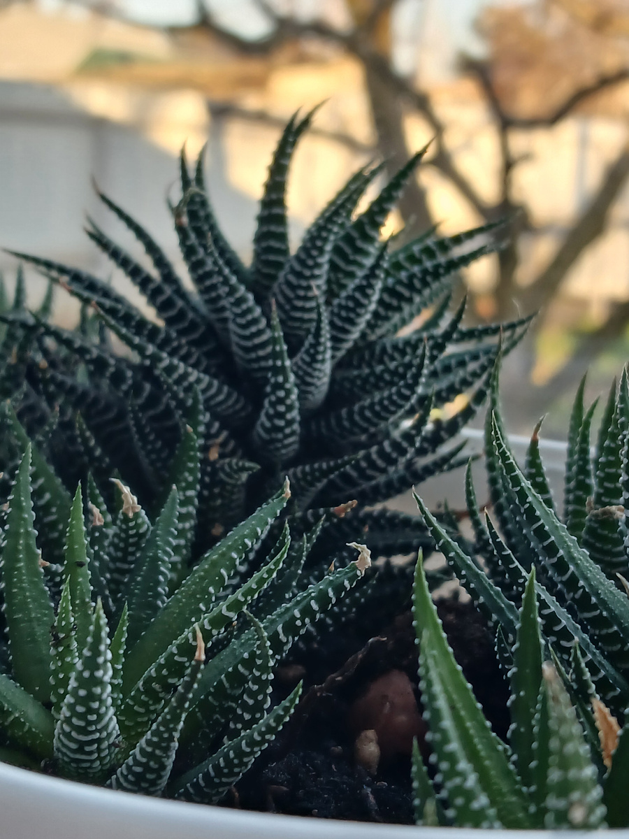 За моим окном