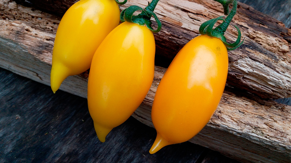 Томат Цыпочка. Фото: Алексей Володихин
