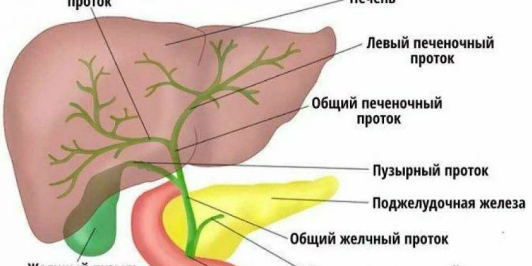 Про боли в правом подреберье, дискинезию жёлчевыводящих путей и не только.