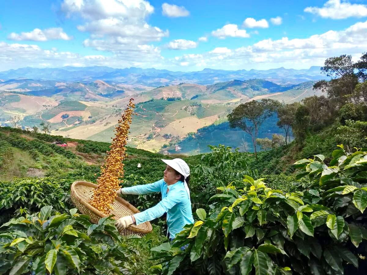 Фото плантаций Бразилии из Pinterest