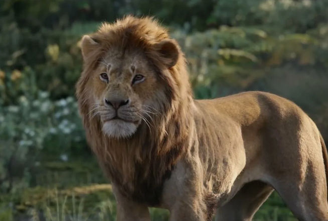 Почему львов и тигров нельзя кормить свининой