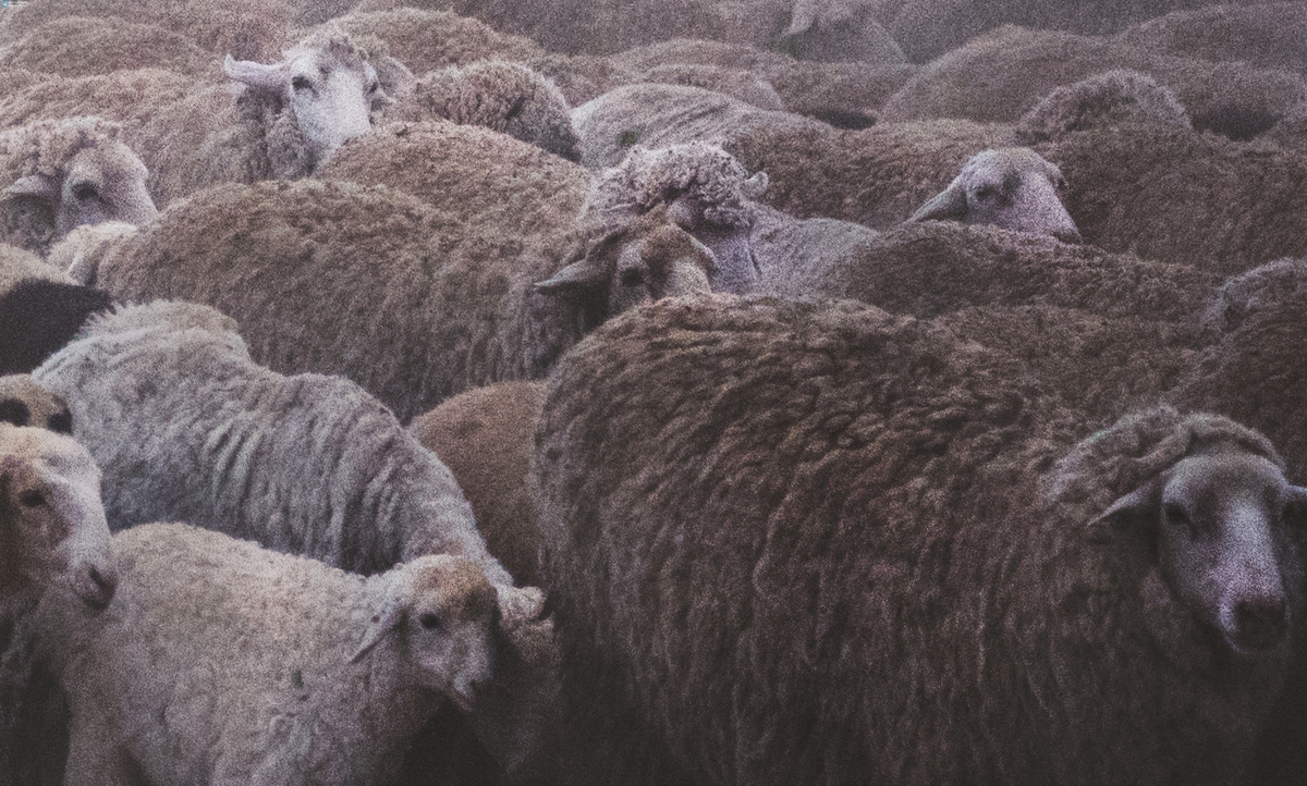 📸 Калмыкия / Бараны