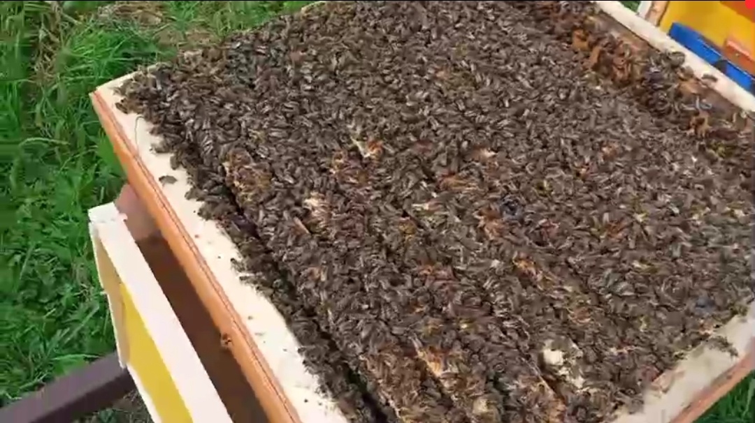 Пример подходящей семьи для получения маточного молочка. Фото с нашей пасеки.