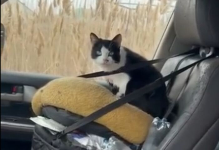 Иллюстрация: "Котэдж"