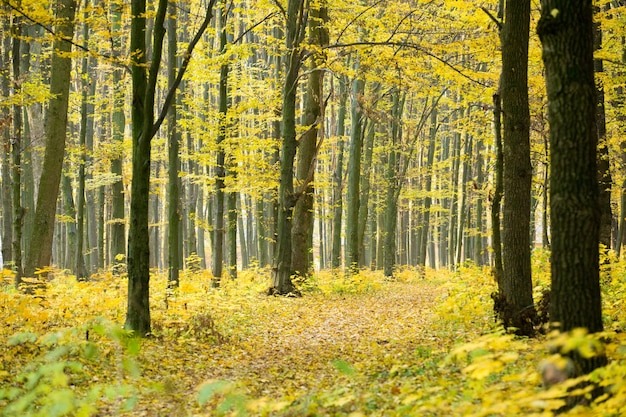 Грибной лес