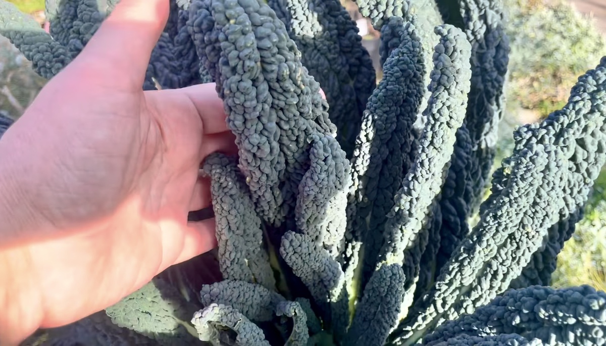 Капуста кейл (или кале), скрин видео из интернета