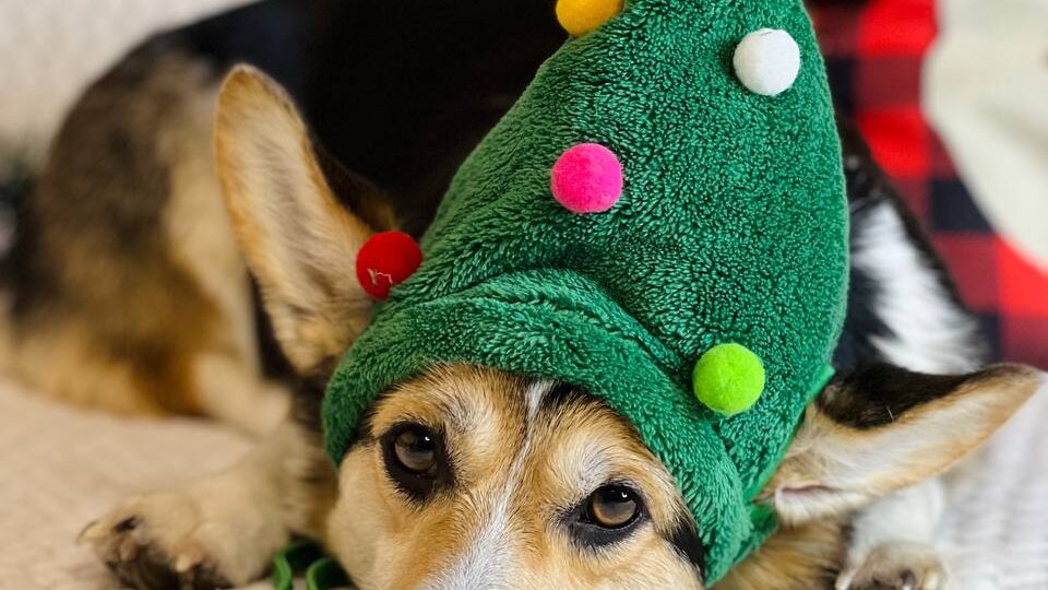 11 дней до Нового года, Луна лежит и ждёт