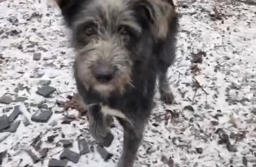 Спасти 3 щенков и бородатую мамку