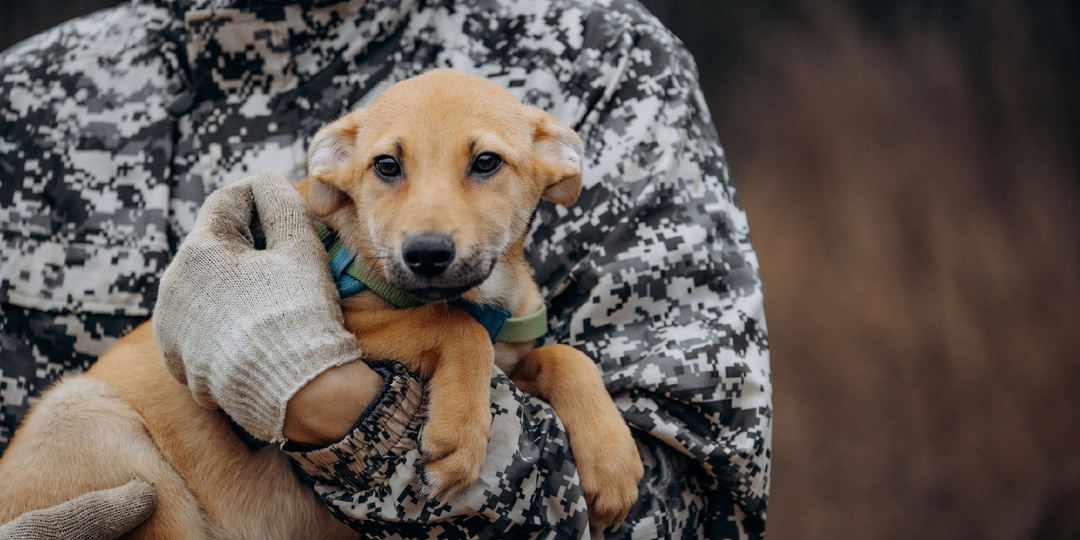 Щенок из приюта ищет семью!