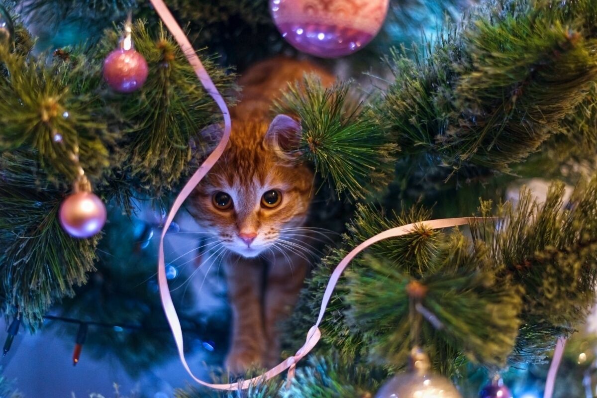 Рыжий кот на елке 