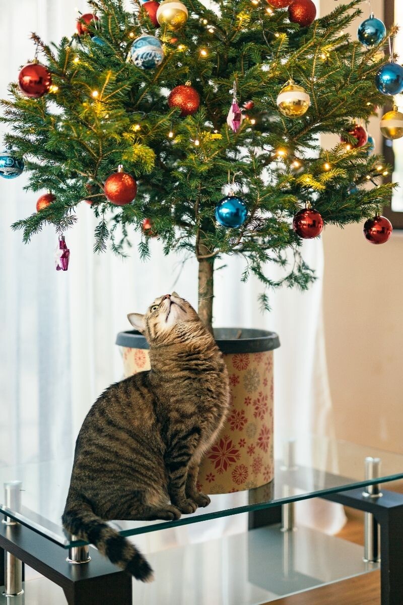 Любопытный кот смотрит на ёлку 