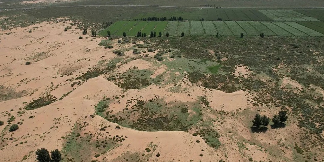 Великая зеленая стена: зачем Китай сажает миллиарды деревьев в пустыне