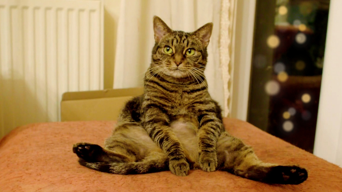 Скоро Новый год, много вкусной еды, опять ёлку ронять буду...