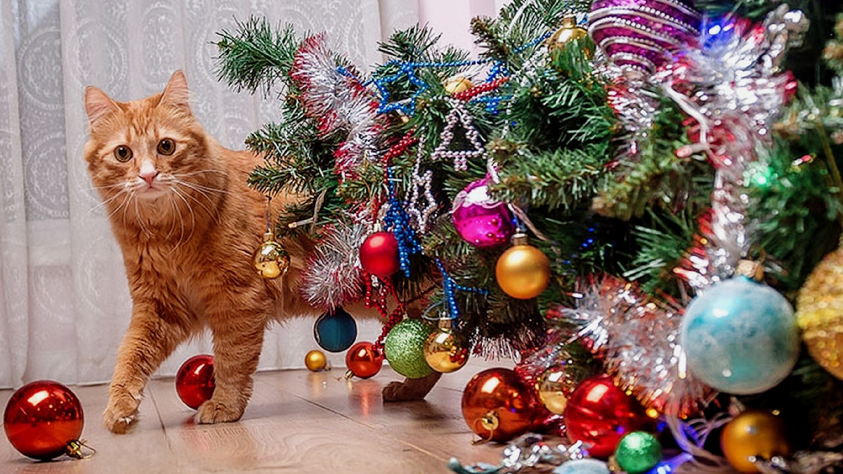 Уронилась ёлка с одного прыжка - я не зря так много кушал творожка!