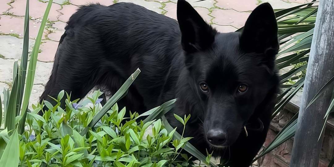 «Краснодог»: история двух сердец, которые снова ждут своего человека