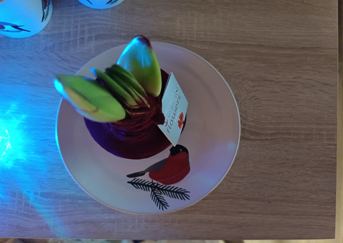 Фото автора. Две стрелки с бутонами. 