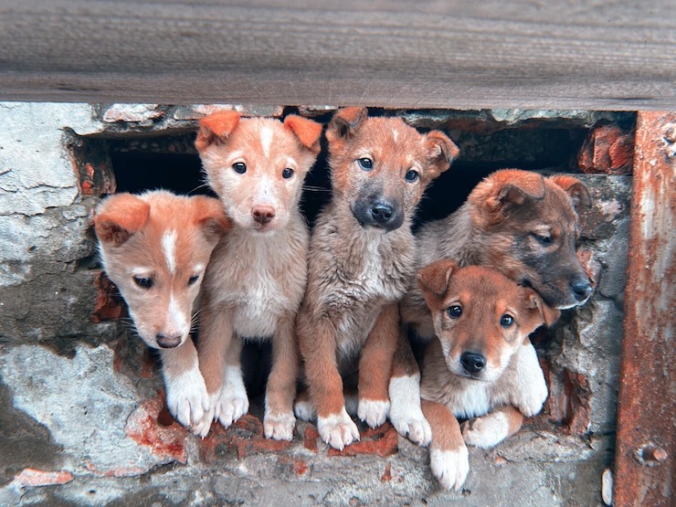 Яндекс картинка к статье