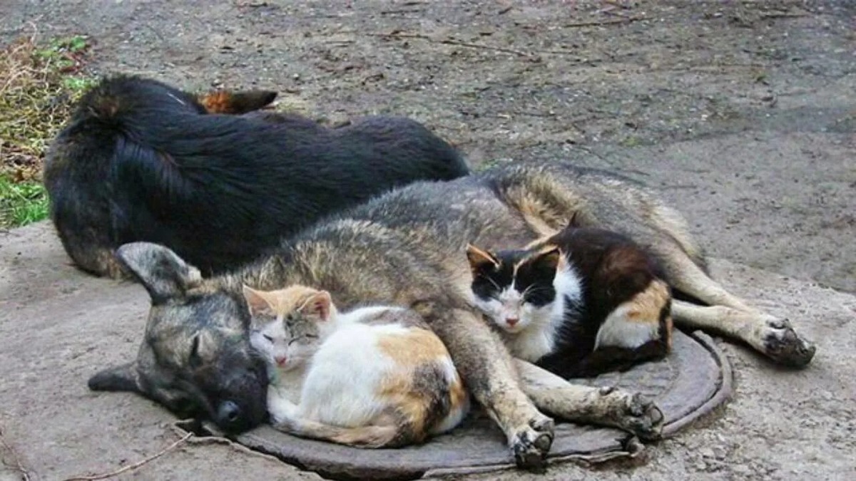 Бездомные животные