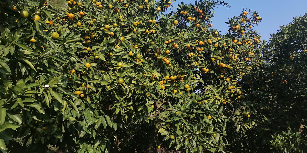 п. Цитрусовый. Абхазия