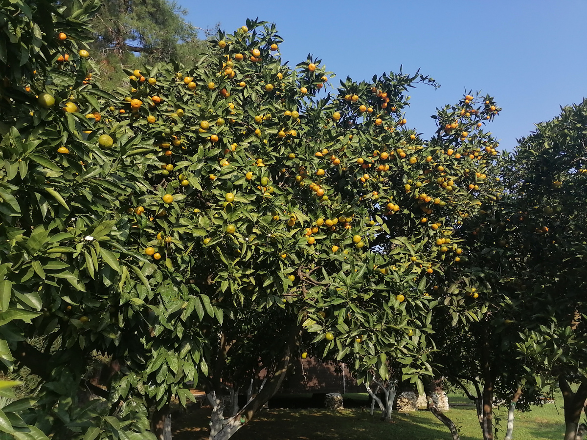 Мандариновый. сад