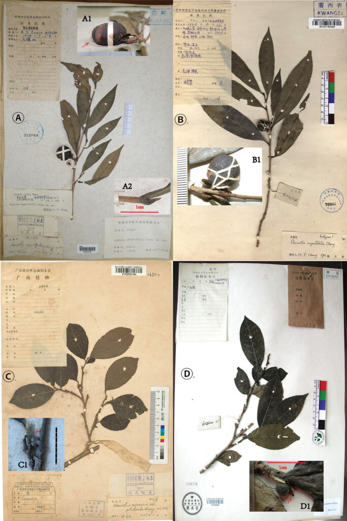Camellia angustifolia (сверху) и Camellia sinensis var.pubilimba из старых гербариев