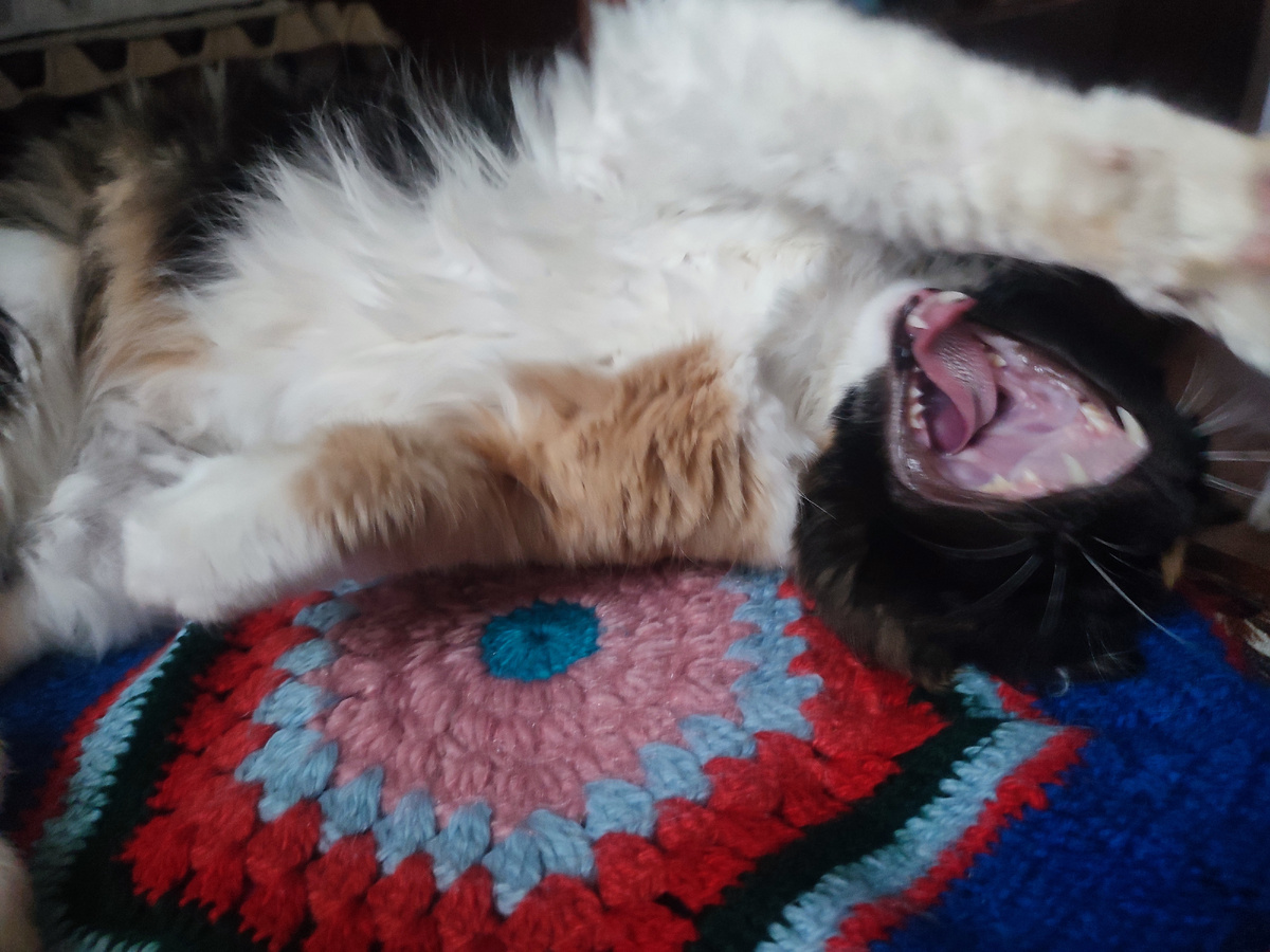 Ядрён Матрён 