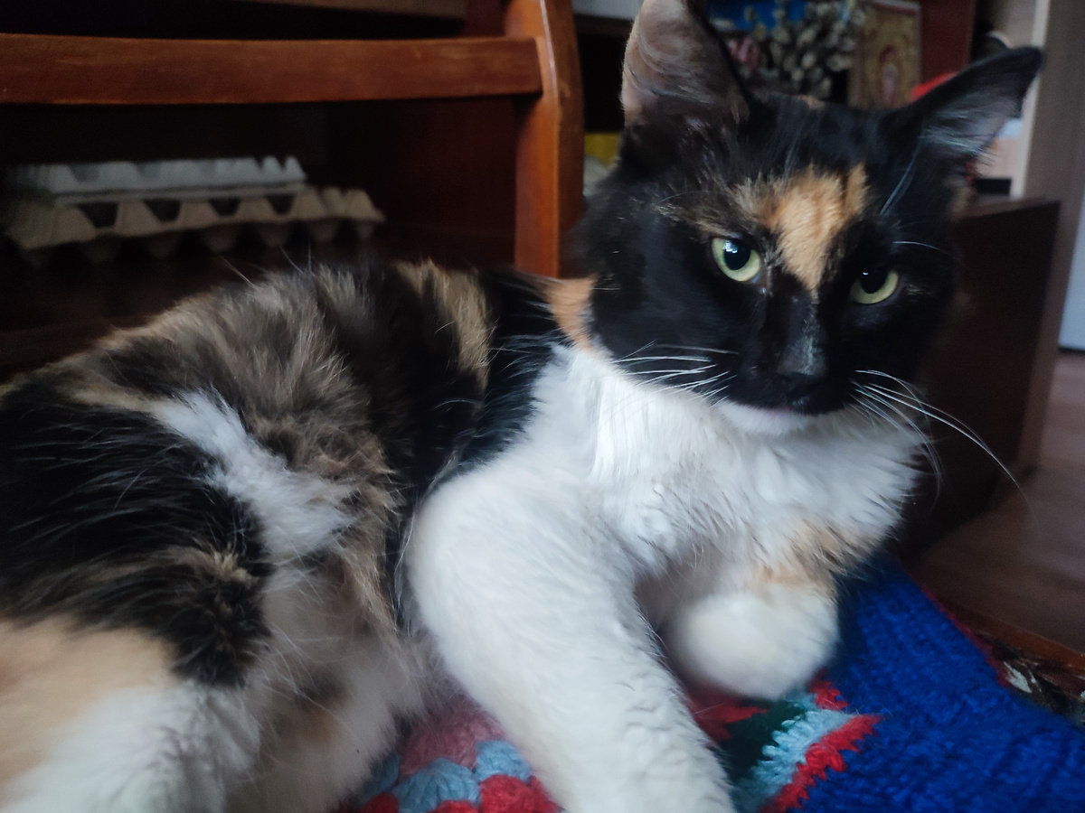 Такой  трехцветный кот