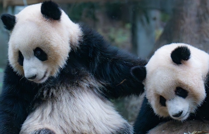 Панды в подарок как символ добрых намерений.