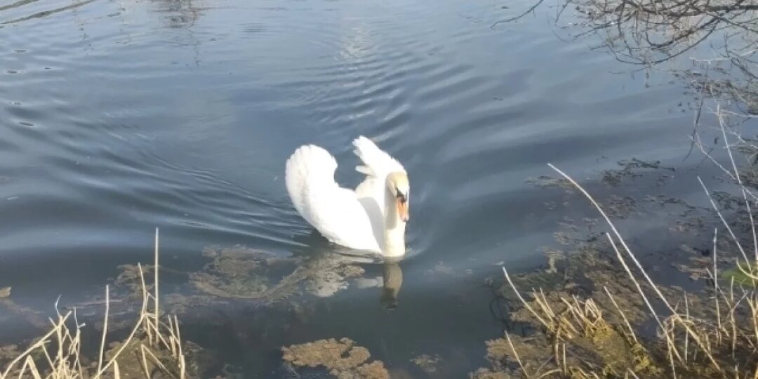 В Балтийске проверяют гибель лебедей из-за мазута в городской гавани