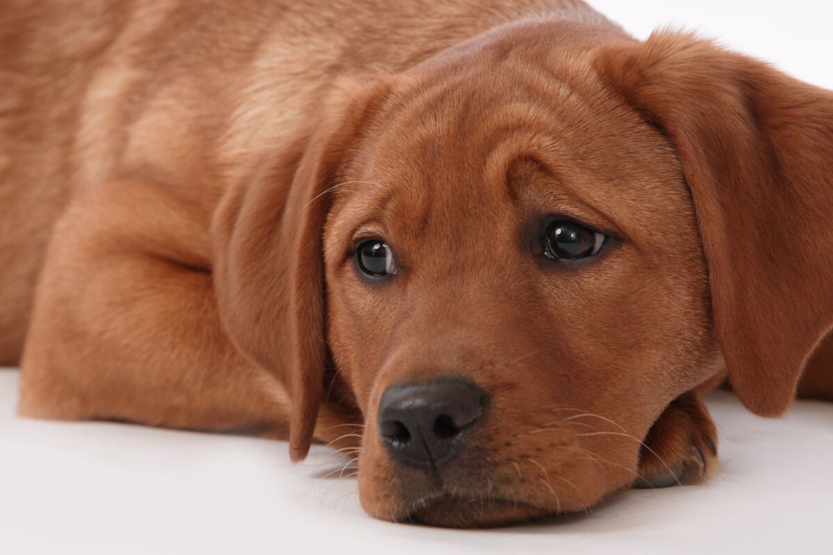 Собака переживает смерть другого питомца