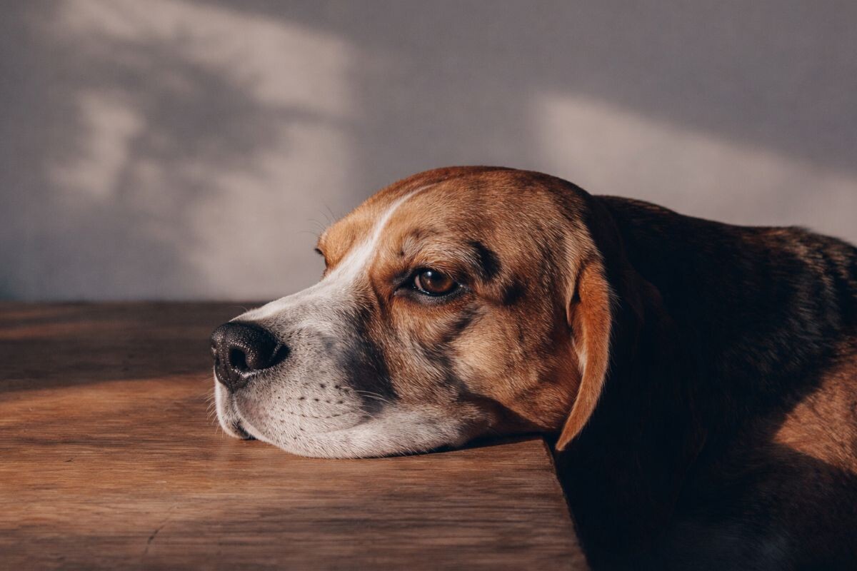 Собака грустит после смерти второго питомца