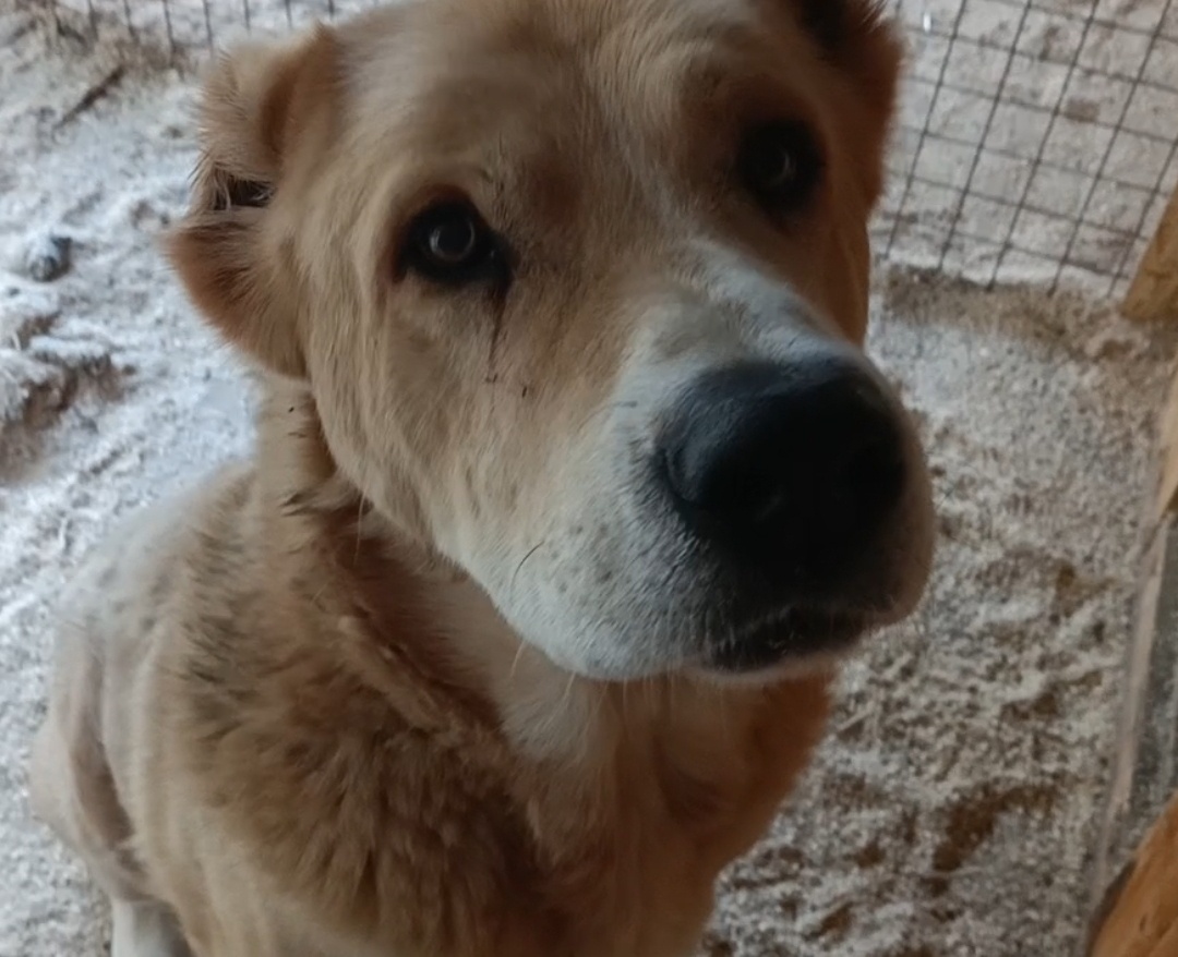 Смотрит прямо в душу.