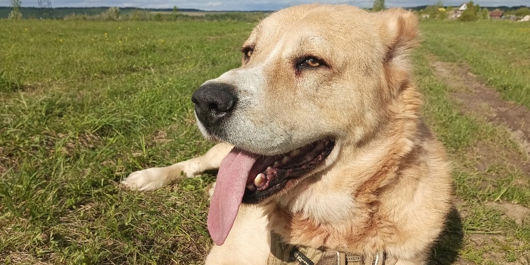 Алабай Вулкан: год жизни от блок - поста √3 до вольера в приюте