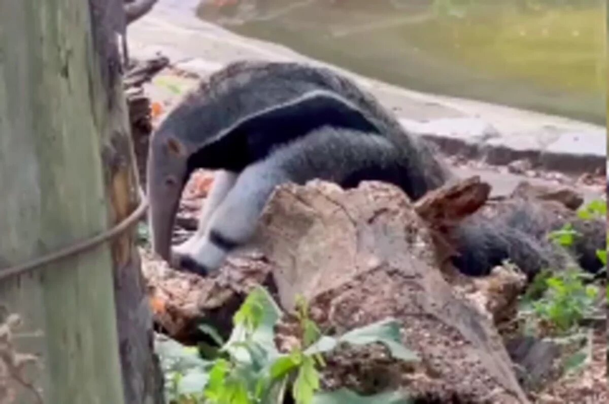    Пополнение с хвостами и хоботом: зоопарк Калининграда подвел итоги года