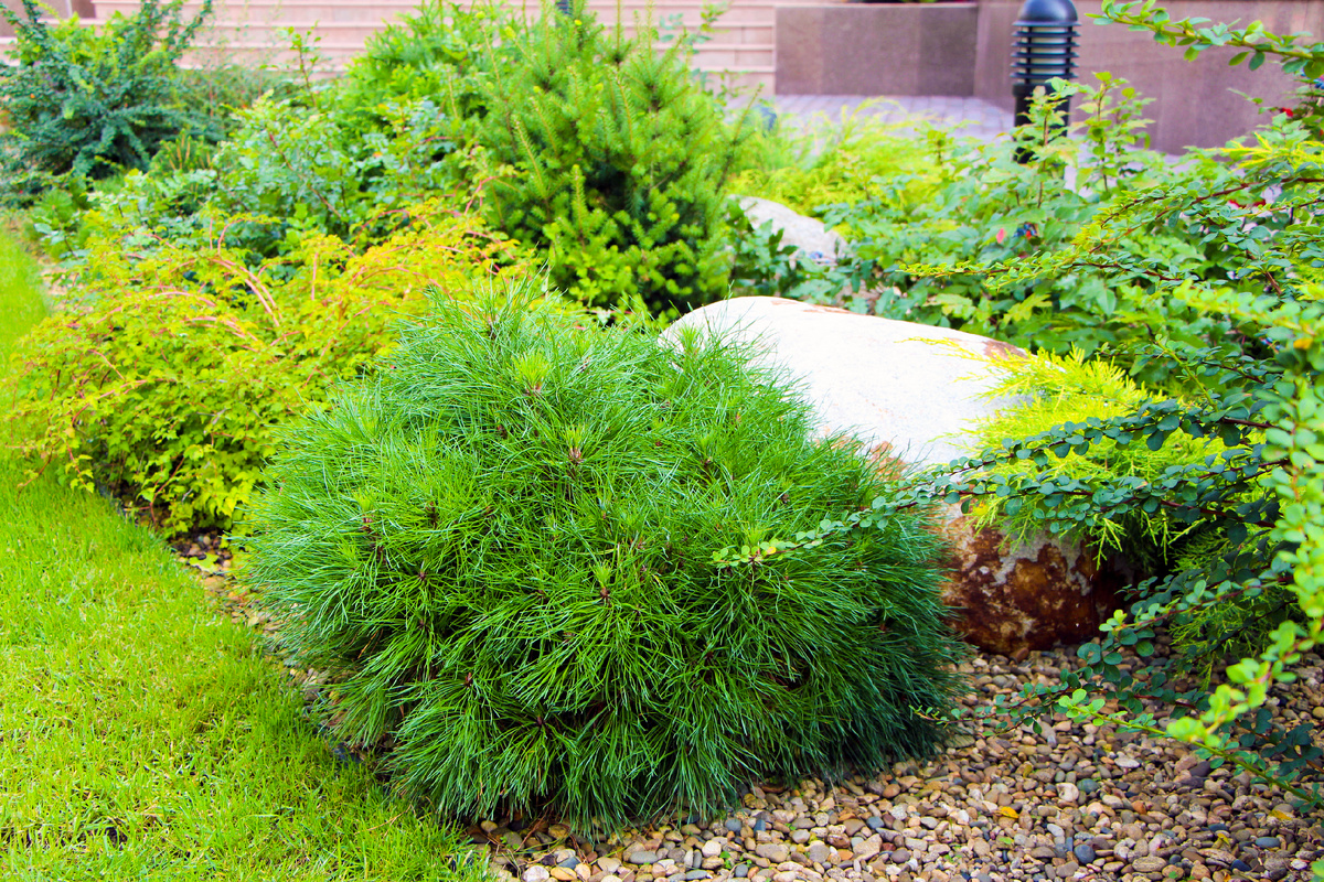 Композиция с северной стороны дома из теневыносливых хвойных и лиственных кустарников.