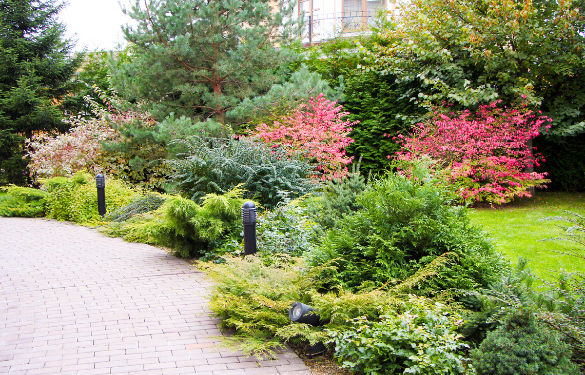 Композиция с северной стороны дома. На заднем плане - бересклеты крылатый с осенней окраской листвы.