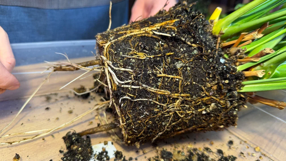 Корней много - это хорошо, но если они слишком длинные - лучше укоротить