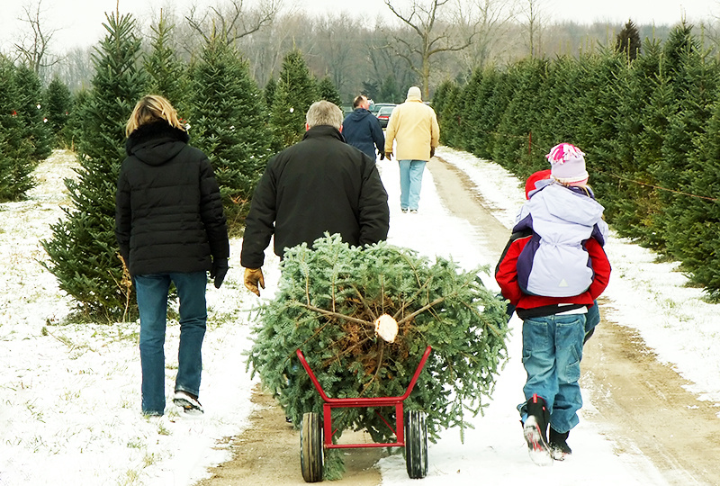    Перевозка елки