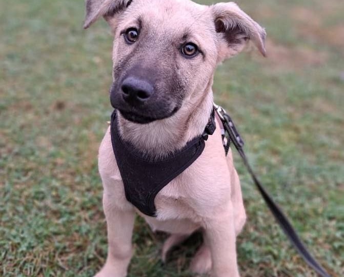 Помните Полю-Полечку? Никто не отозвался, ее увозят в приют, а у нее нет даже прививок...