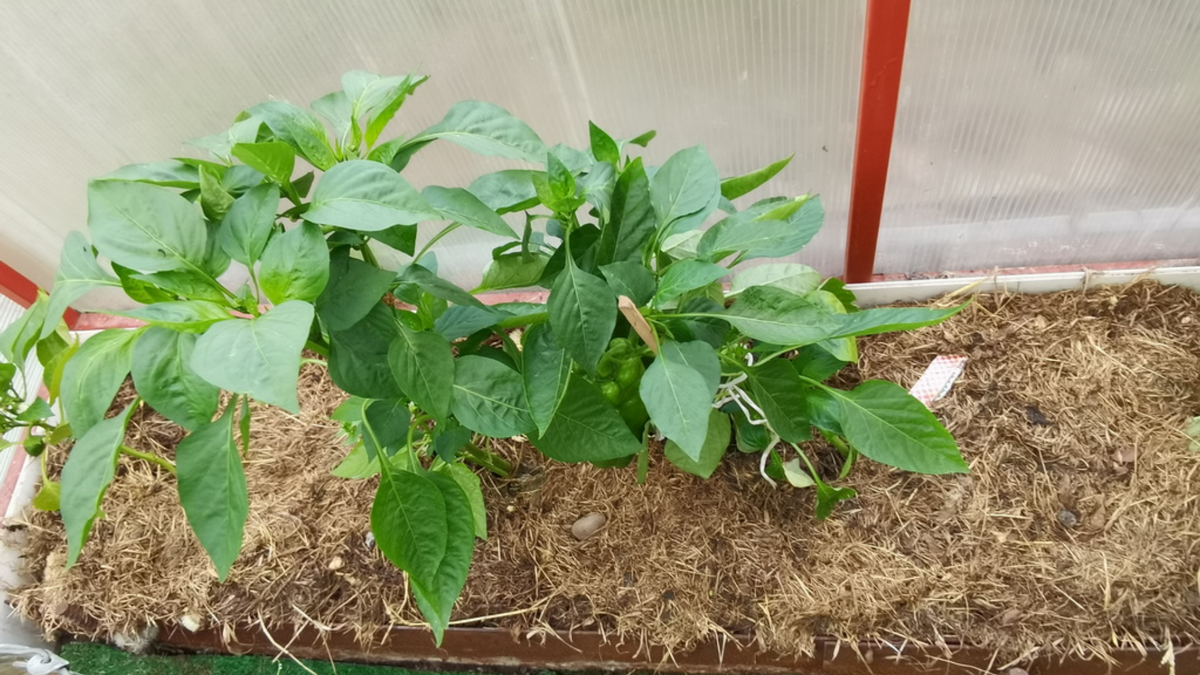 Через неделю разница очевидна - аммиак дает более быстрый результат