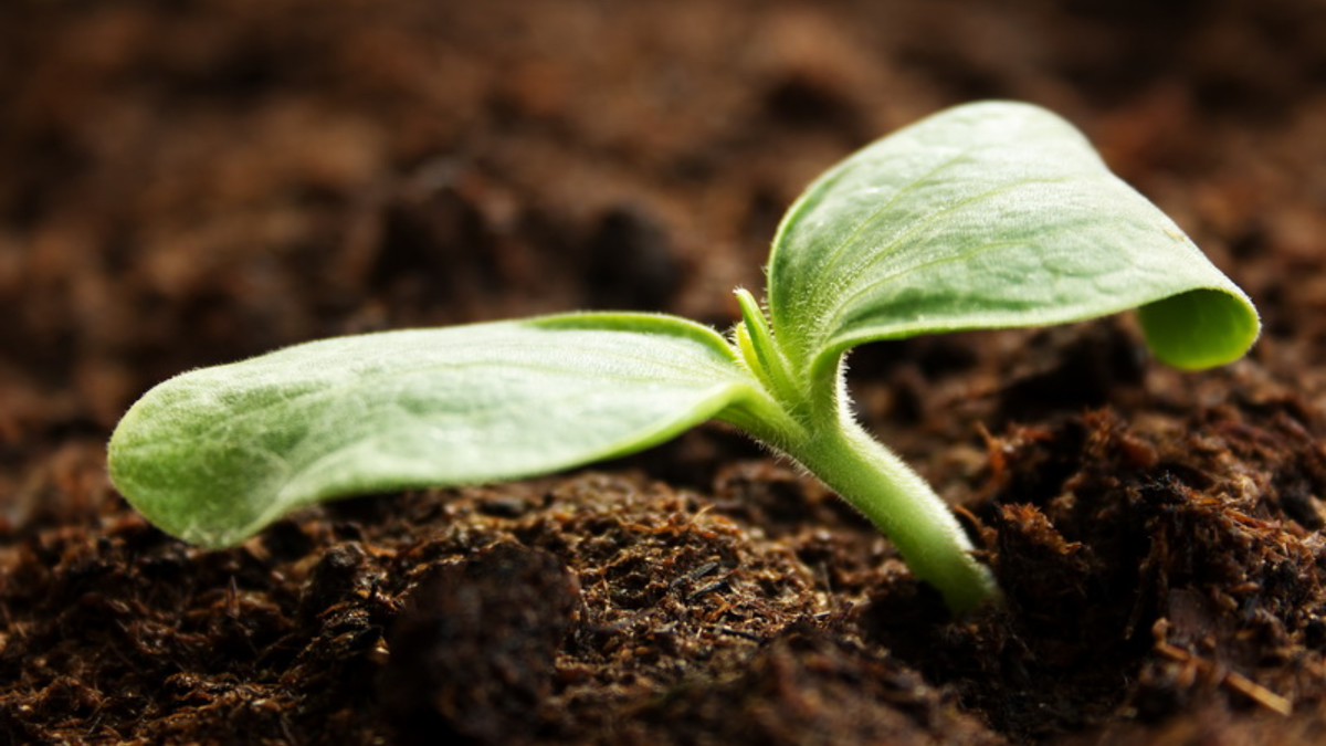 Результат покупки "элитных" семян - 4 всхода из 20 посеянных